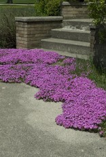 Walters Gardens Phlox s. Red wing 5.5 inch