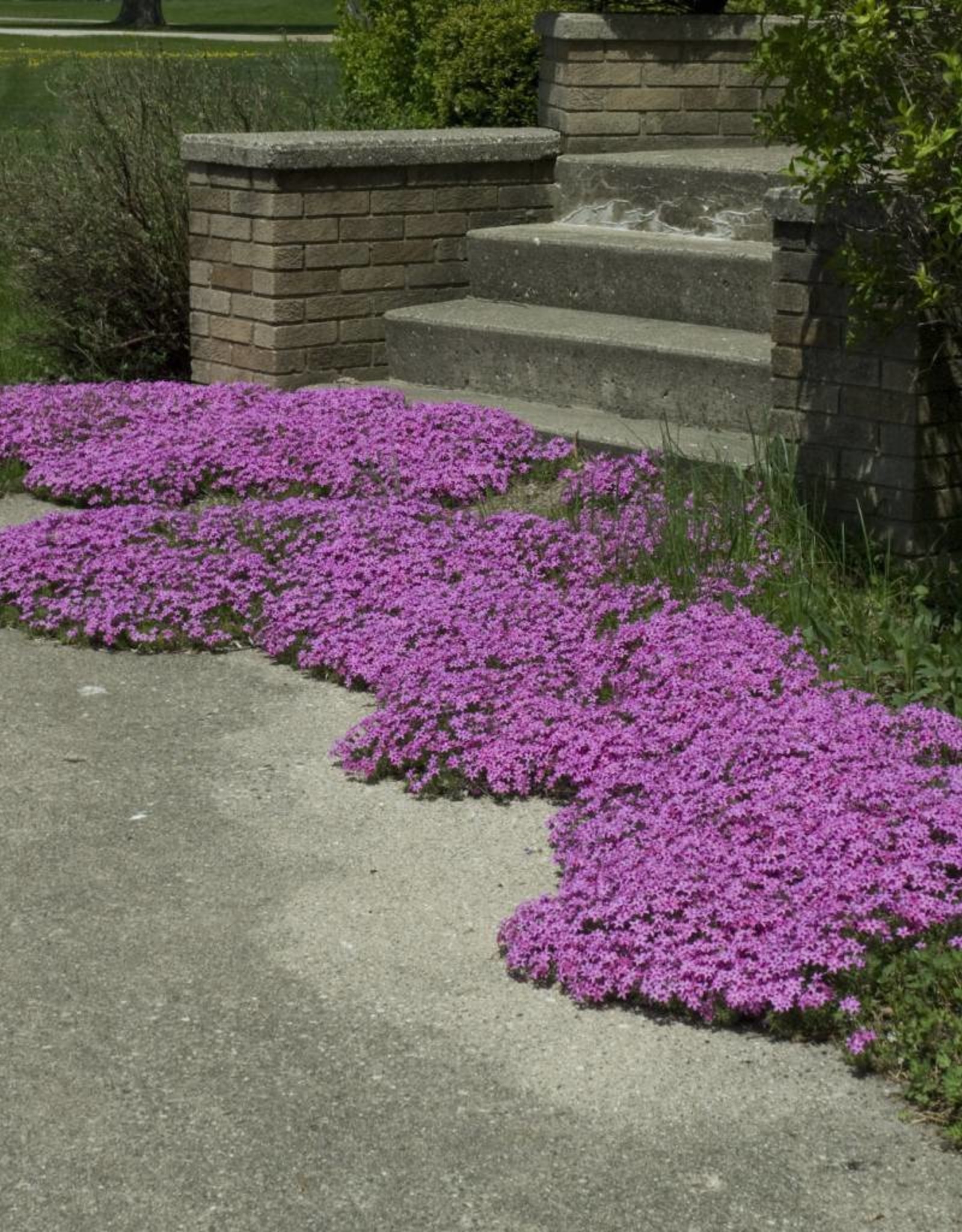 Walters Gardens Phlox s. Red wing 5.5 inch