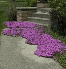 Walters Gardens Phlox s. Red wing 5.5 inch