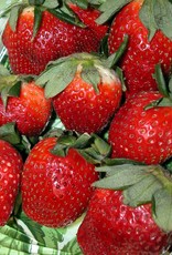 Walters Gardens Strawberry Quinault Bare Root 5/bag