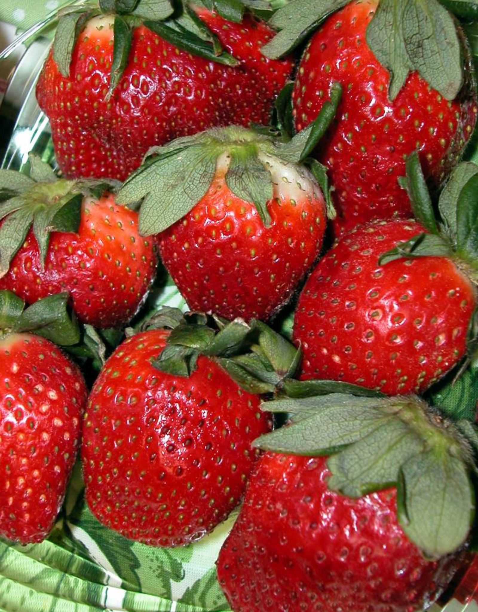 Walters Gardens Strawberry Quinault Bare Root 5/bag