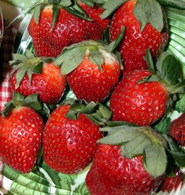 Walters Gardens Strawberry Quinault Bare Root 5/bag