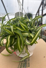 Mainland Chlorophytum Variegated 7.5 in Hanging Basket Spider Plant