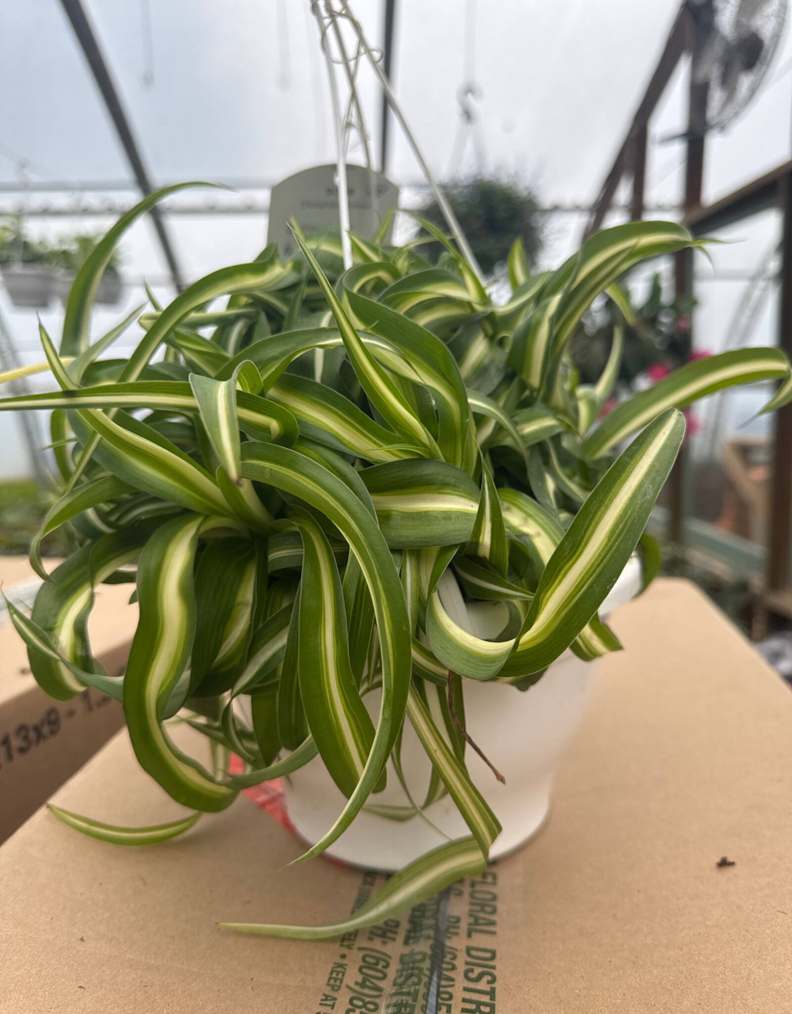 Mainland Chlorophytum Variegated 7.5 in Hanging Basket Spider Plant