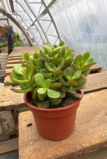 Mainland Crassula ovata- 4in Jade Plant