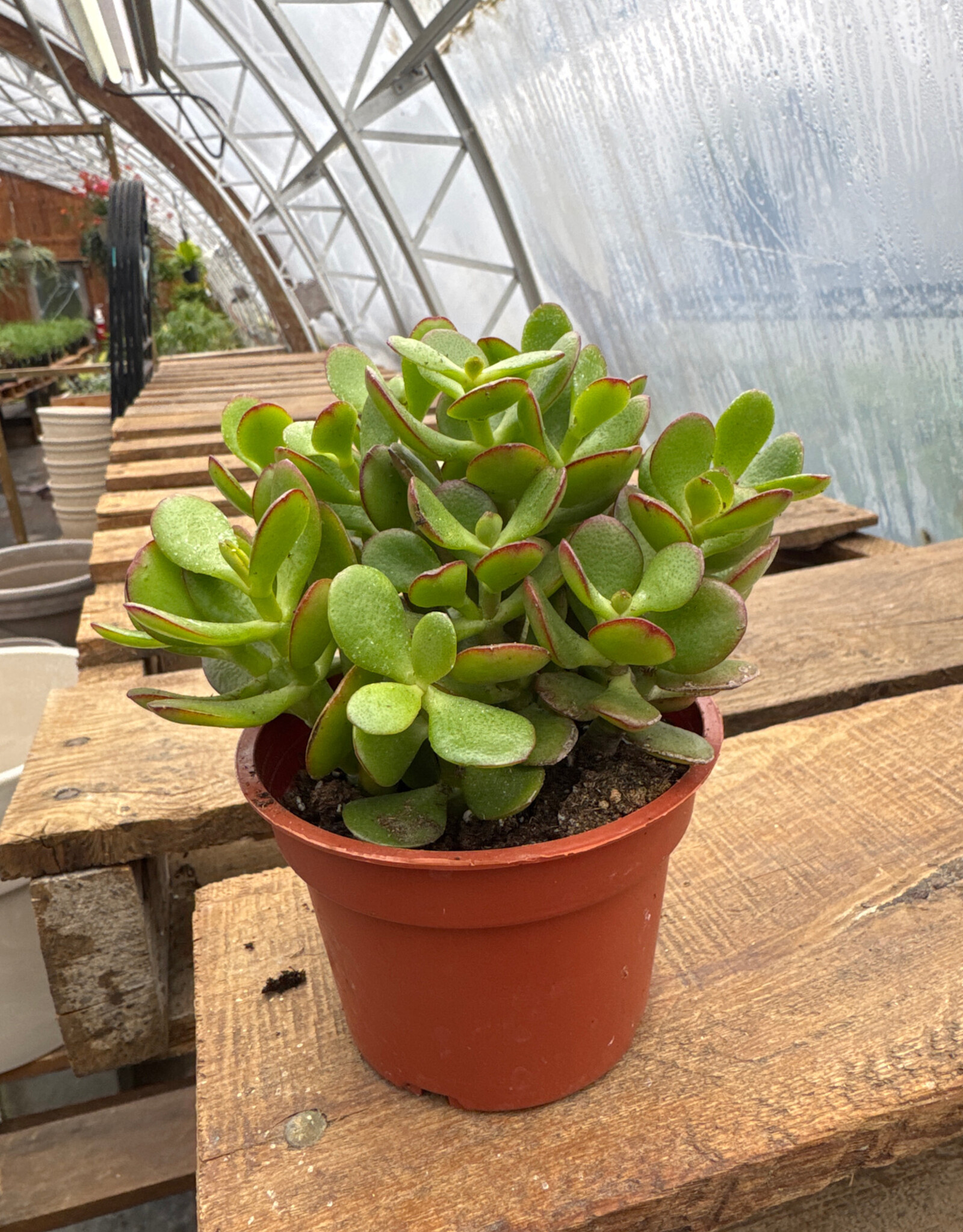 Mainland Crassula ovata- 4in Jade Plant