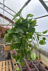 Mainland Epipremnum aureum 'Golden'- HB 6in -Pothos