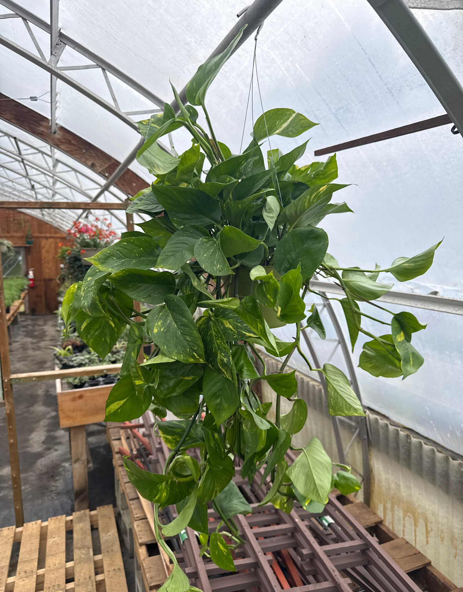 Mainland Epipremnum aureum 'Golden'- HB 6in -Pothos
