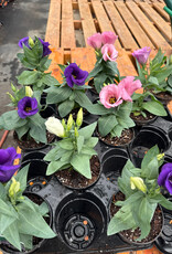 Mainland Eustoma Assorted 4 inch Lisianthus