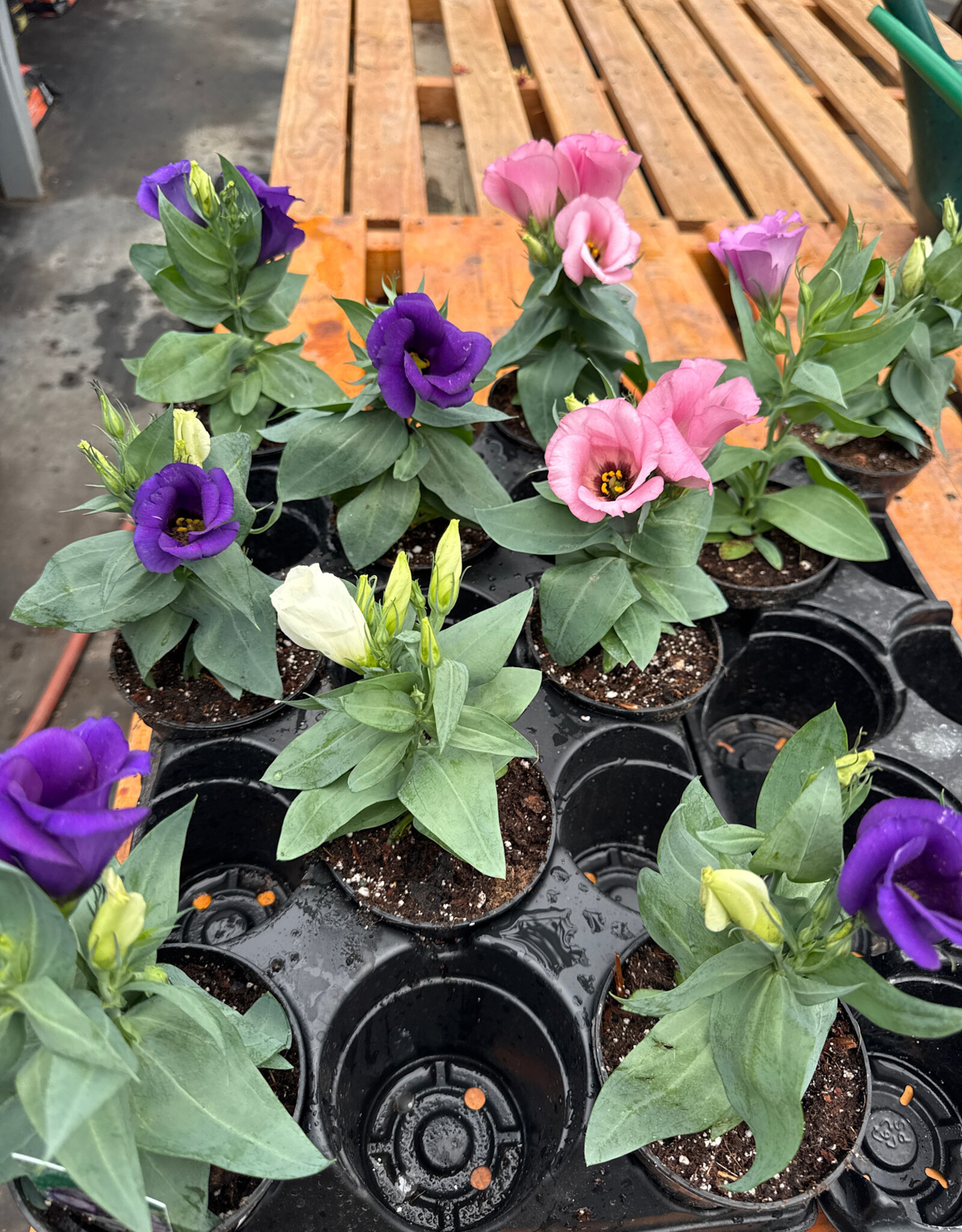 Mainland Eustoma Assorted 4 inch Lisianthus