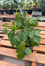 Mainland Cissus Tropical Oak Leaf Ivy 8in hanging MLF