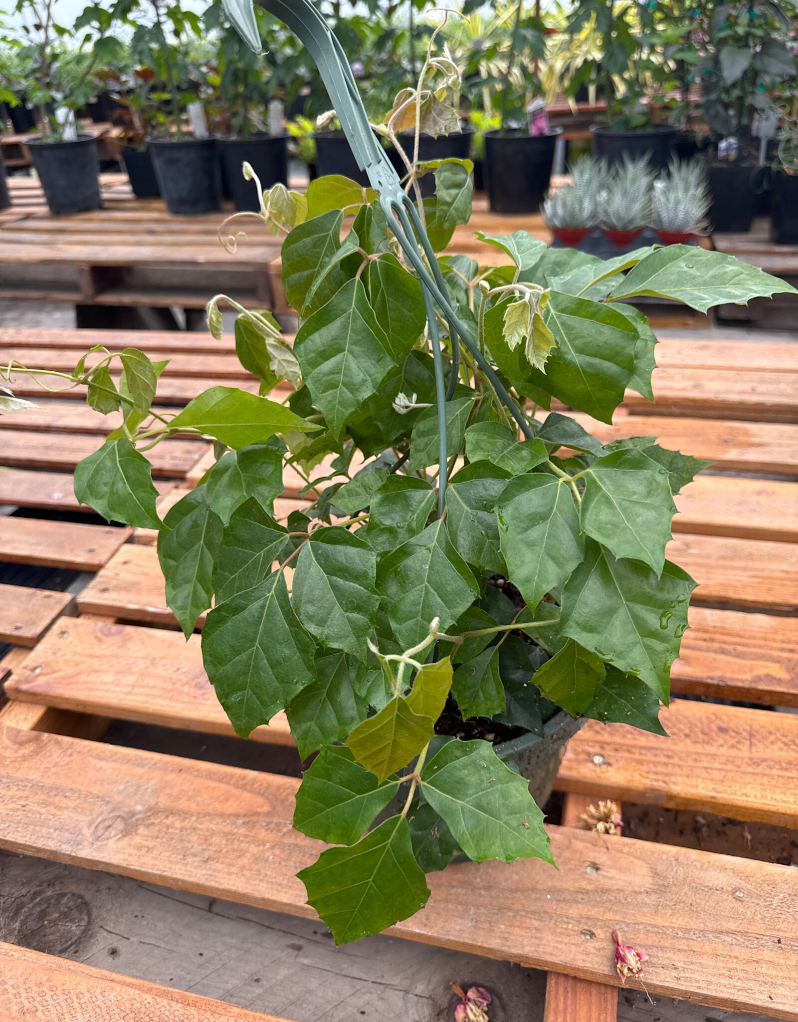 Mainland Cissus Tropical Oak Leaf Ivy 8in hanging MLF