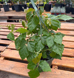 Mainland Cissus Tropical Oak Leaf Ivy 8in hanging MLF