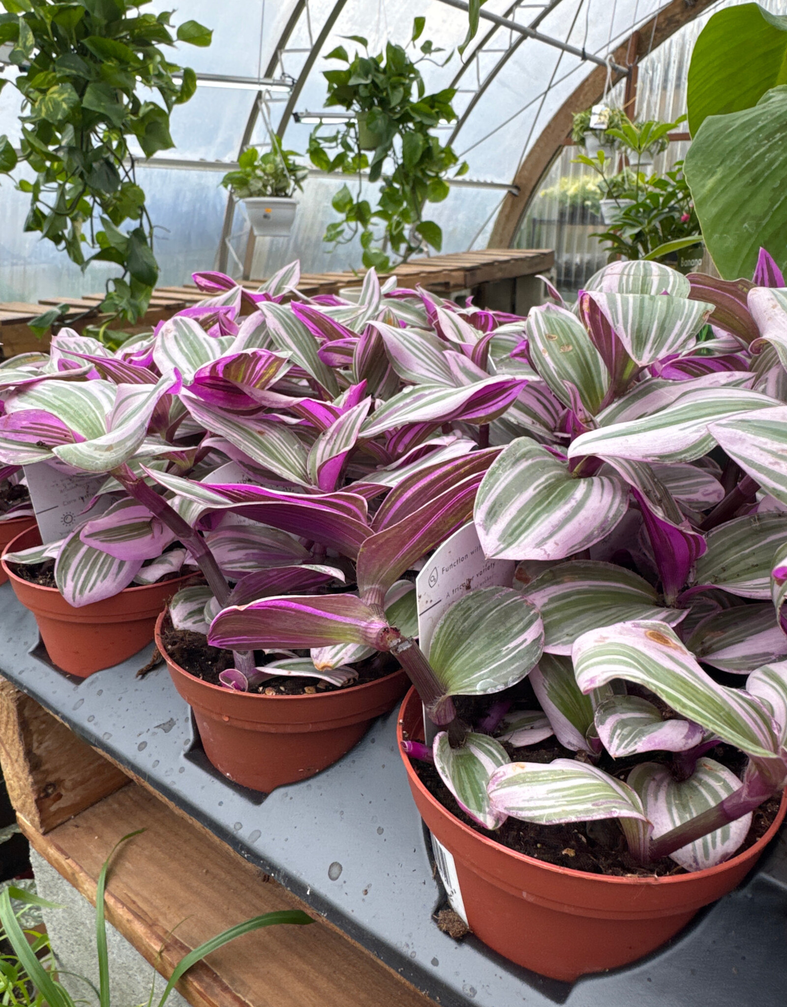 Mainland Tradescantia nanouk 4 inch MFD