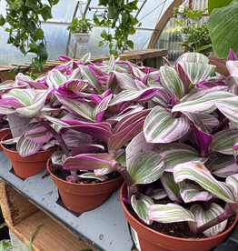 Mainland Tradescantia nanouk 4 inch MFD