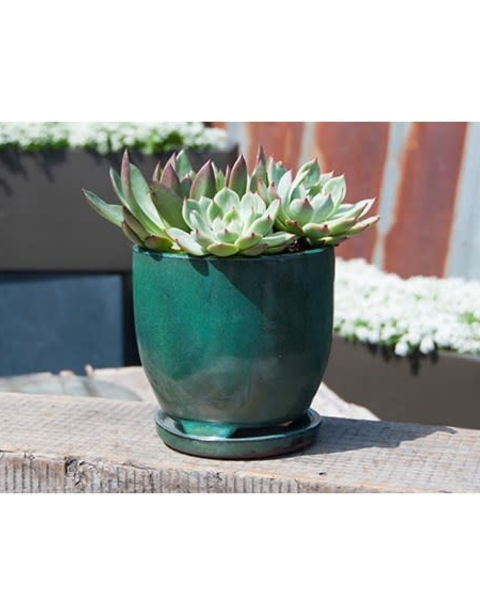 Pacific Home & Garden Verandah Maui Indoor Planter  - 7in - Jade