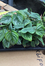 Cascade Tropicals Philodendron assorted - 10 per flat 4in Philodendron