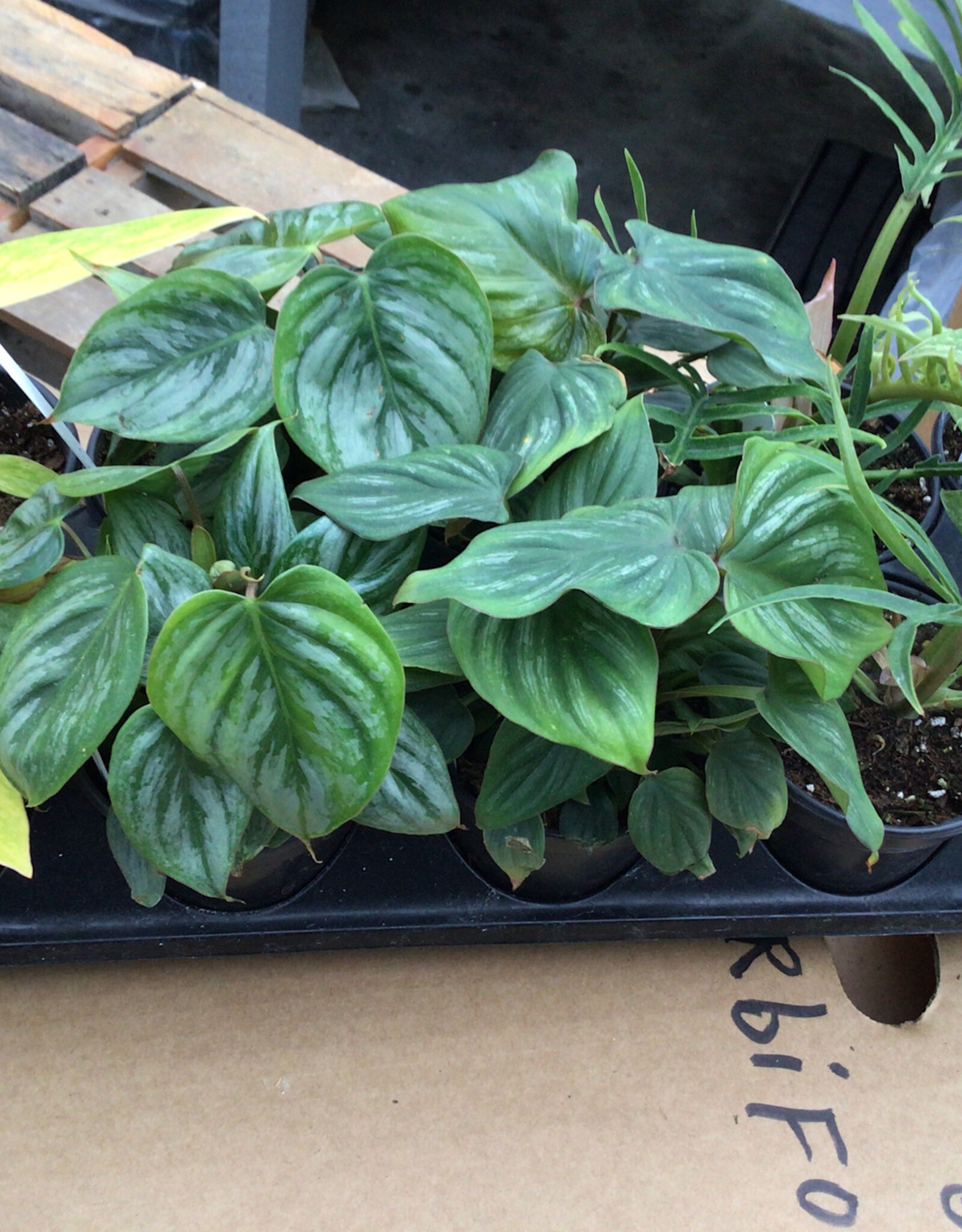 Cascade Tropicals Philodendron assorted - 10 per flat 4in Philodendron