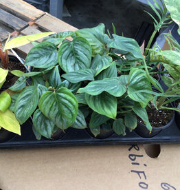 Cascade Tropicals Philodendron assorted - 10 per flat 4in Philodendron