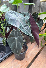 Alocasia longiloba 'Watsoniana' 4in Giant Elephant Ear