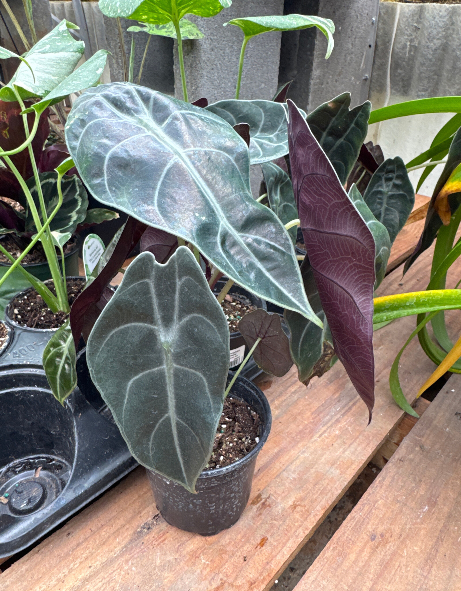 Alocasia longiloba 'Watsoniana' 4in Giant Elephant Ear