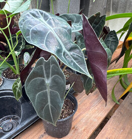 Alocasia longiloba 'Watsoniana' 4in Giant Elephant Ear