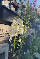 Verbascum Flush of White #1