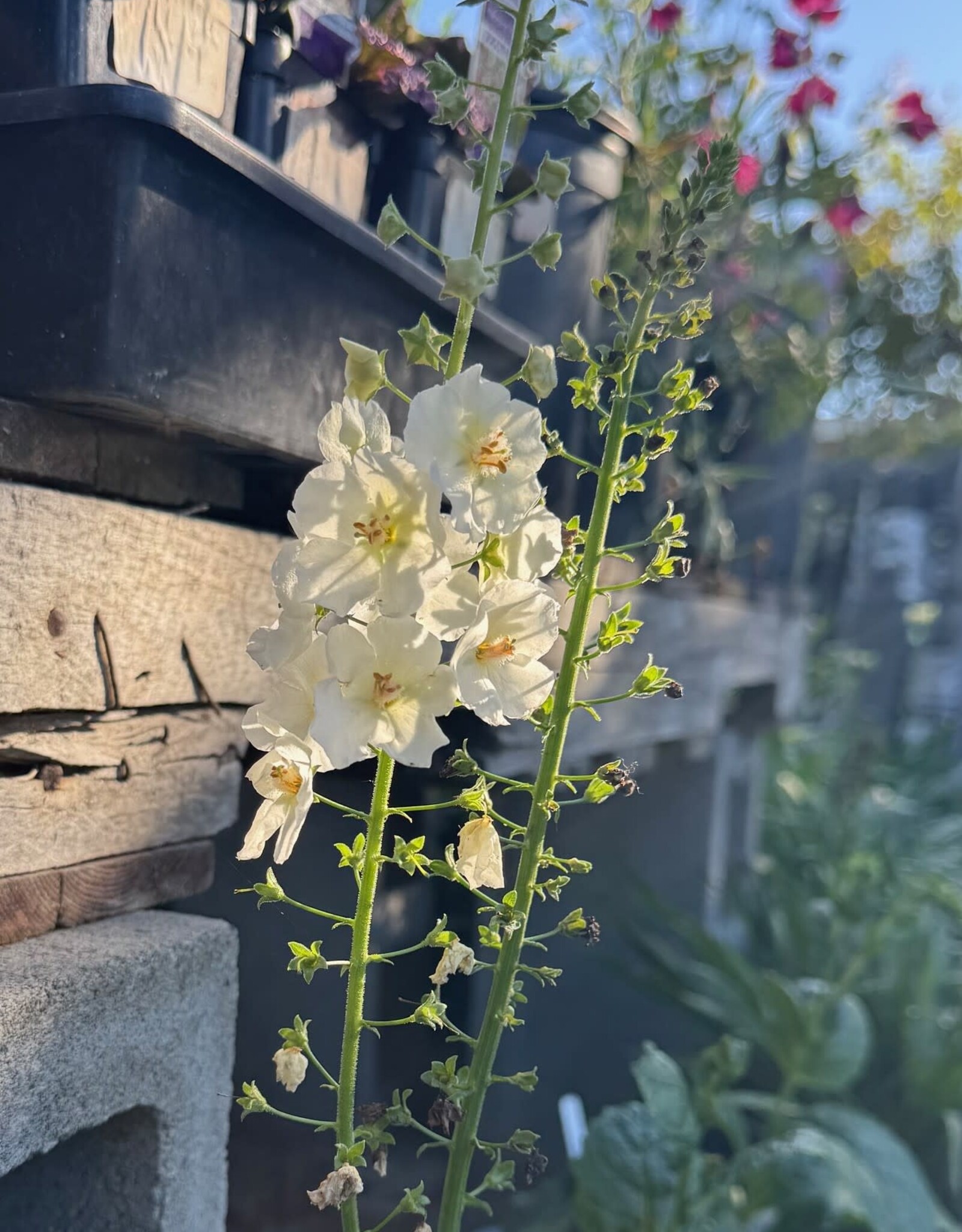 Verbascum Flush of White #1
