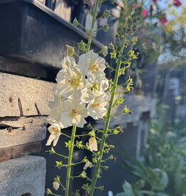 Verbascum Flush of White #1