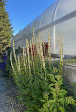 Verbascum Flush of White #1