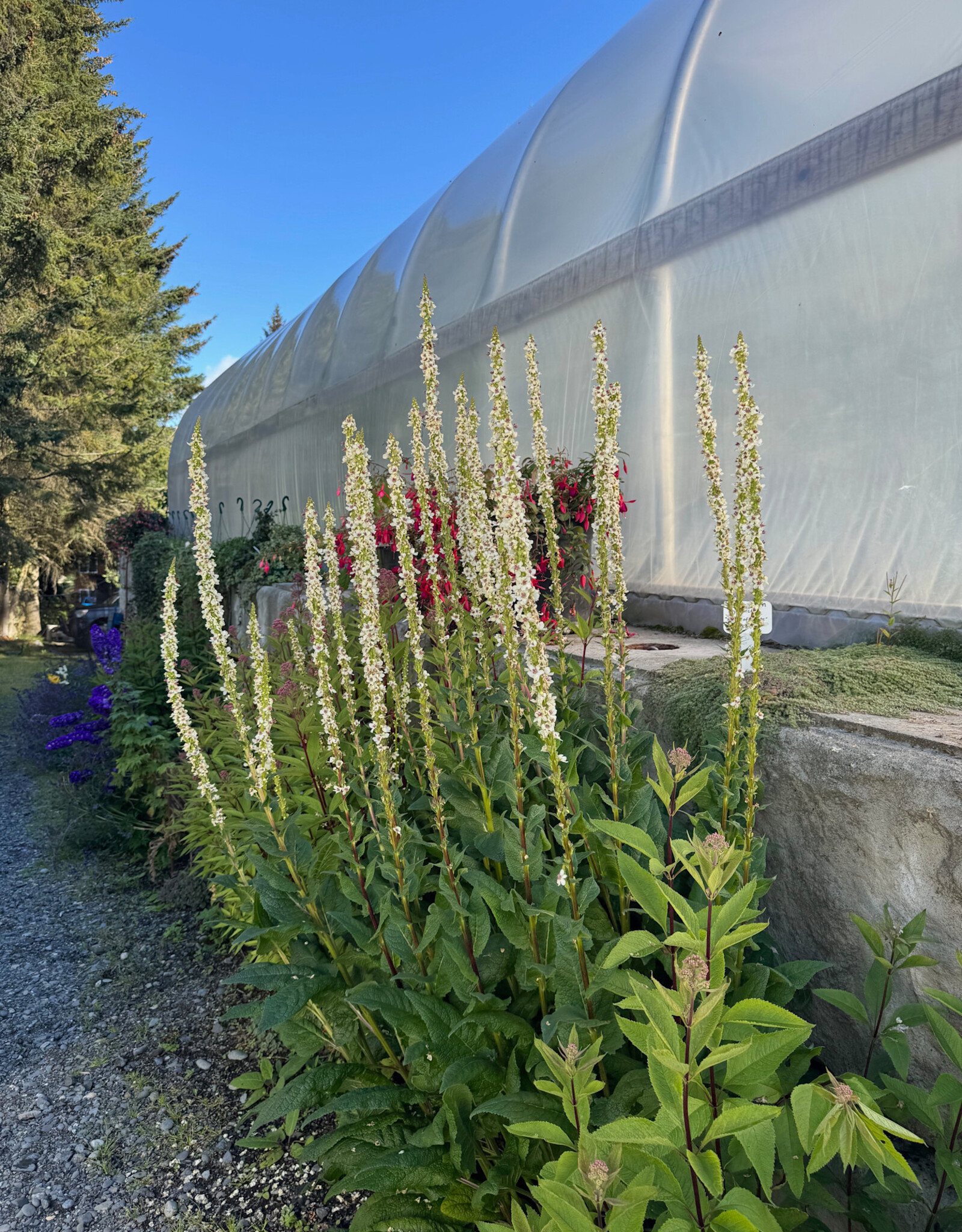 Verbascum Flush of White #1