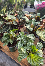 Mainland Calathea assorted 4in Prayer Plant MF