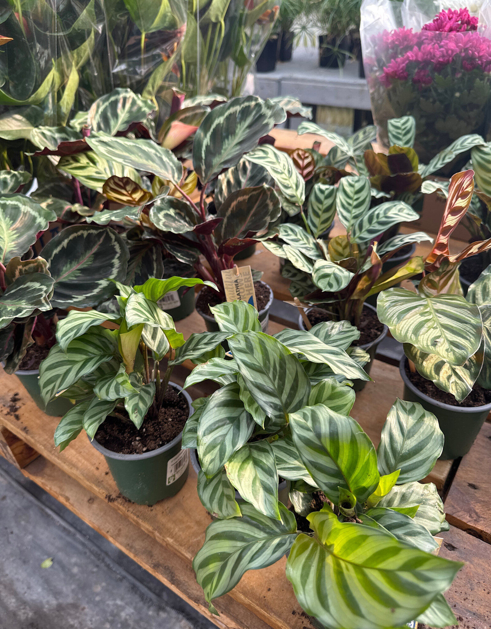 Mainland Calathea assorted 4in Prayer Plant MF