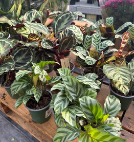 Mainland Calathea assorted 4in Prayer Plant MF