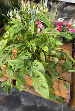 Mainland Monstera Adansonii 8 in HB Swiss Cheese Vine MF