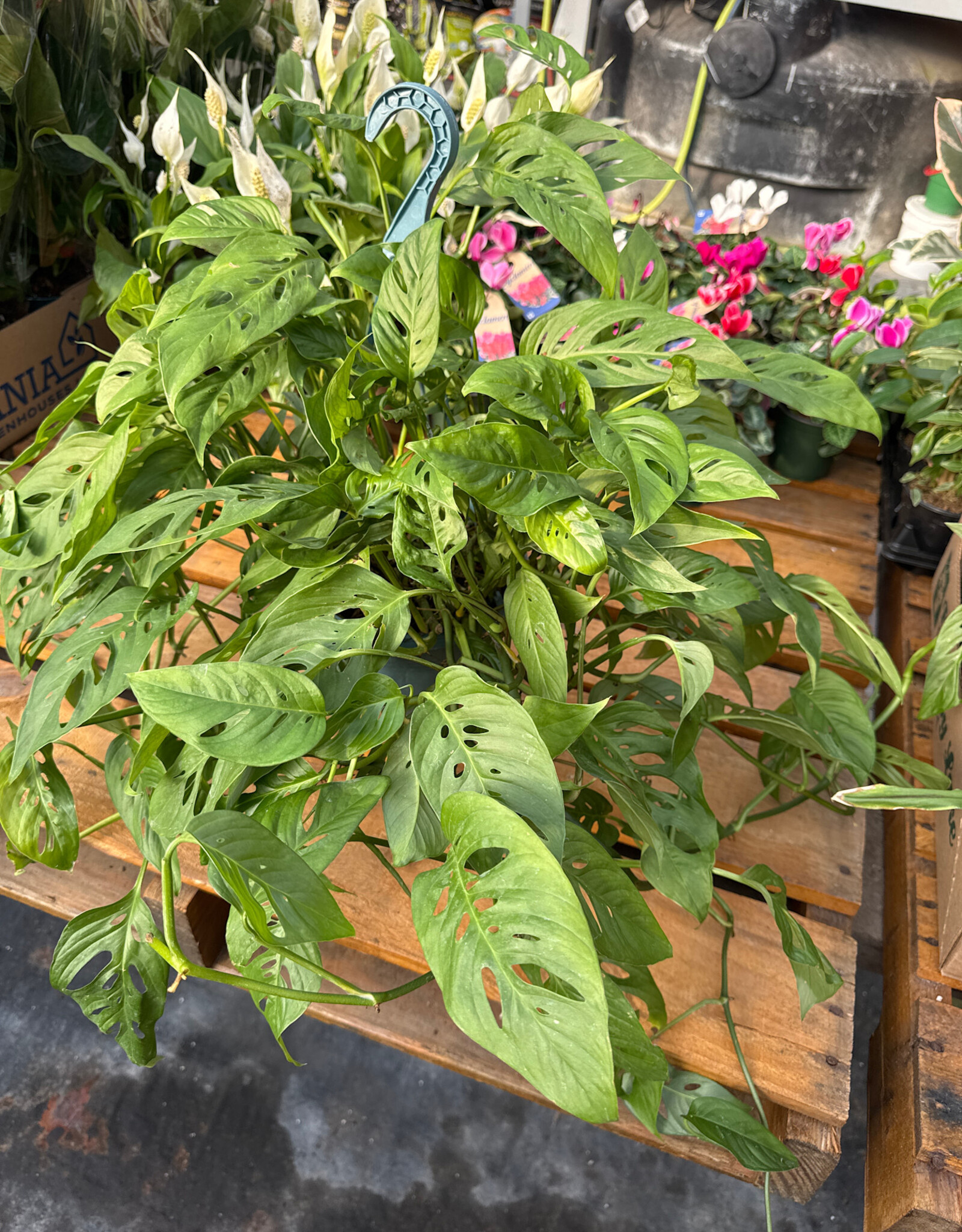 Mainland Monstera Adansonii 8 in HB Swiss Cheese Vine MF