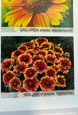 Gulley Greenhouse Gaillardia aristata 'Arizona Sun' #1  Blanket Flower