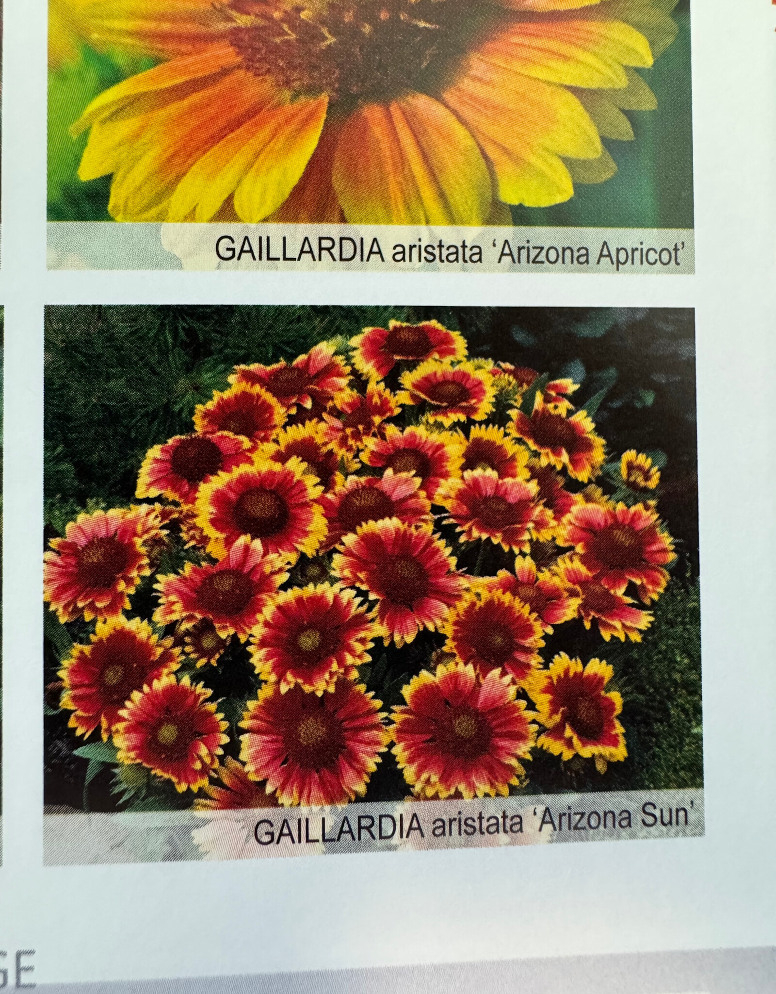 Gulley Greenhouse Gaillardia aristata 'Arizona Sun' #1  Blanket Flower