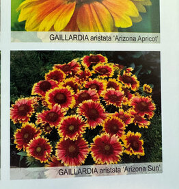 Gulley Greenhouse Gaillardia aristata 'Arizona Sun' #1  Blanket Flower