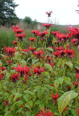 Gulley Greenhouse Monarda Jacob Cline- #1 Bee Balm
