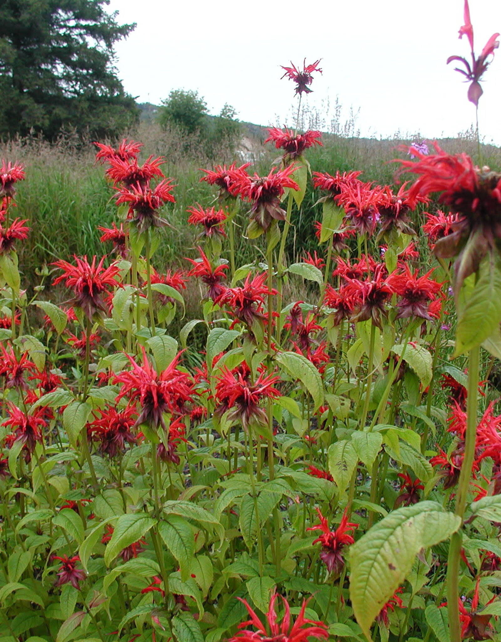 Gulley Greenhouse Monarda Jacob Cline- #1 Bee Balm
