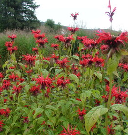 Gulley Greenhouse Monarda Jacob Cline- #1 Bee Balm