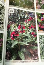 Gulley Greenhouse Pulmonaria 'Lisa Marie' #1 Lungwort NEW 2026!