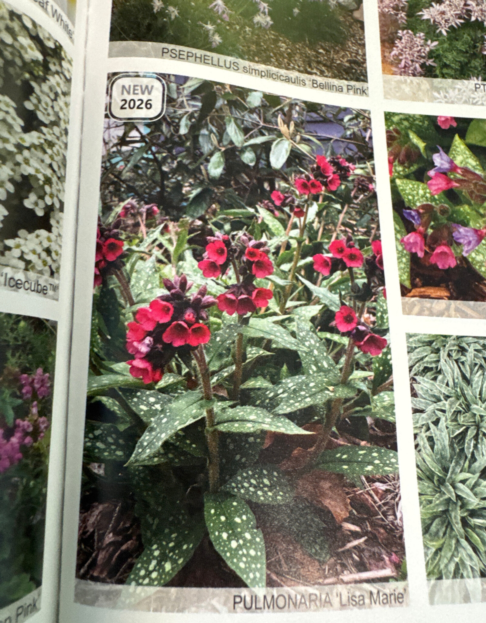 Gulley Greenhouse Pulmonaria 'Lisa Marie' #1 Lungwort NEW 2026!