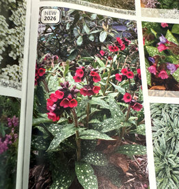 Gulley Greenhouse Pulmonaria 'Lisa Marie' #1 Lungwort NEW 2026!
