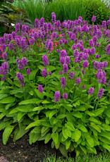 Gulley Greenhouse Stachys monieri 'Hummelo' #1 Betony