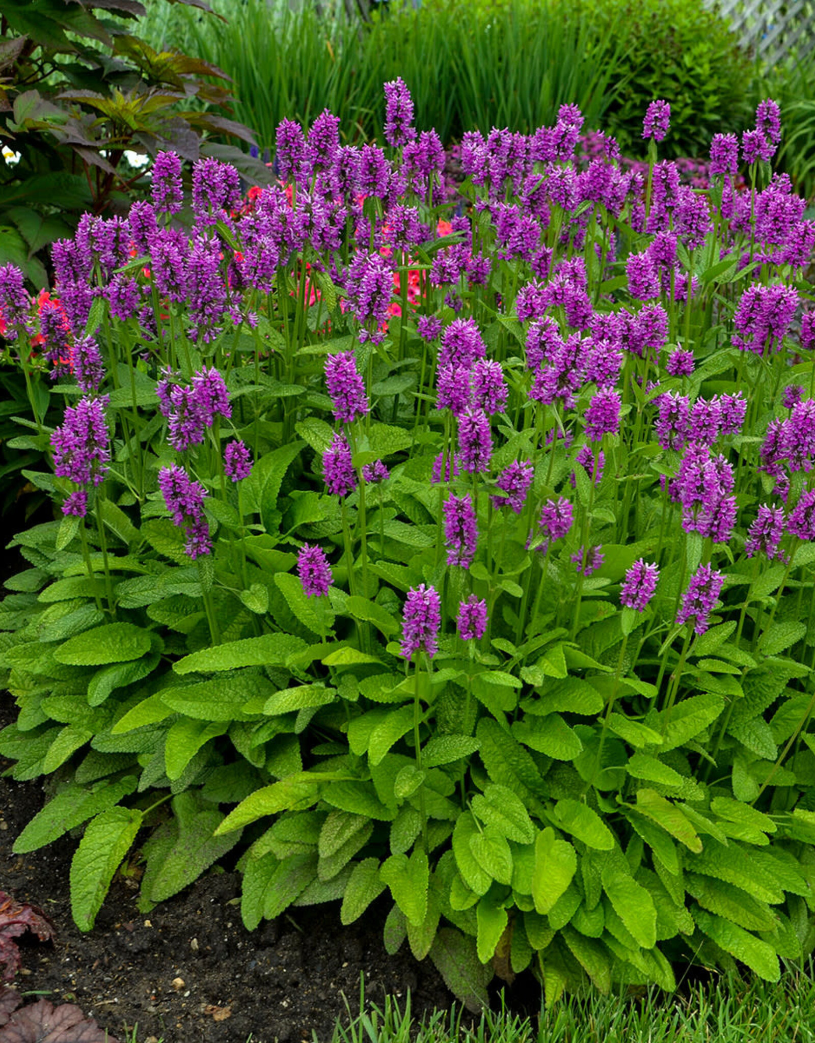 Gulley Greenhouse Stachys monieri 'Hummelo' #1 Betony