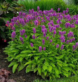Gulley Greenhouse Stachys monieri 'Hummelo' #1 Betony