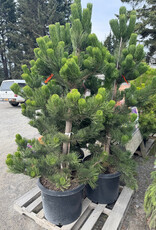 Sester Farms Pinus nigra 'Oregon Green' Austrian Pine B&B 3'-4' in #20.SF