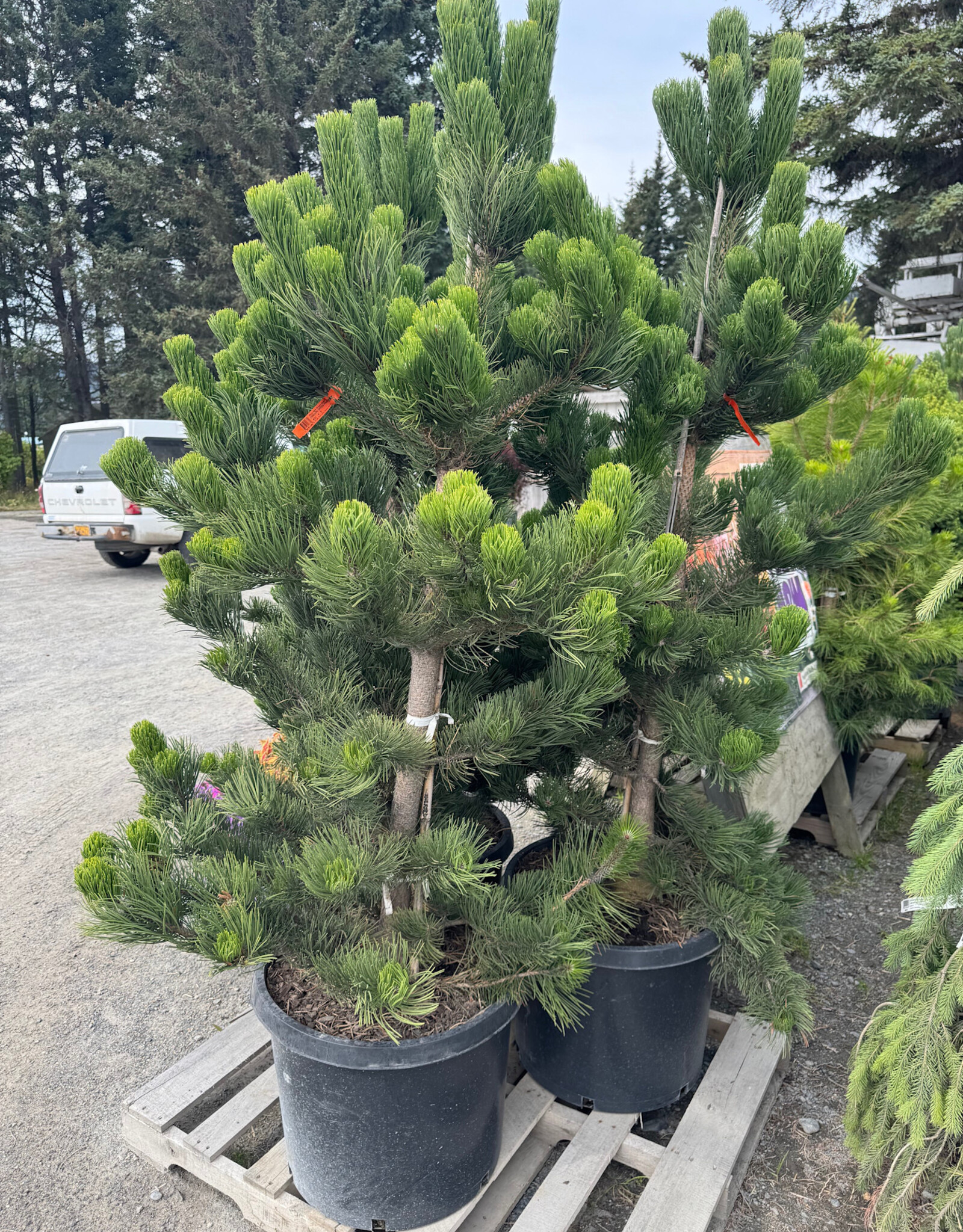Sester Farms Pinus nigra 'Oregon Green' Austrian Pine B&B 3'-4' in #20.SF